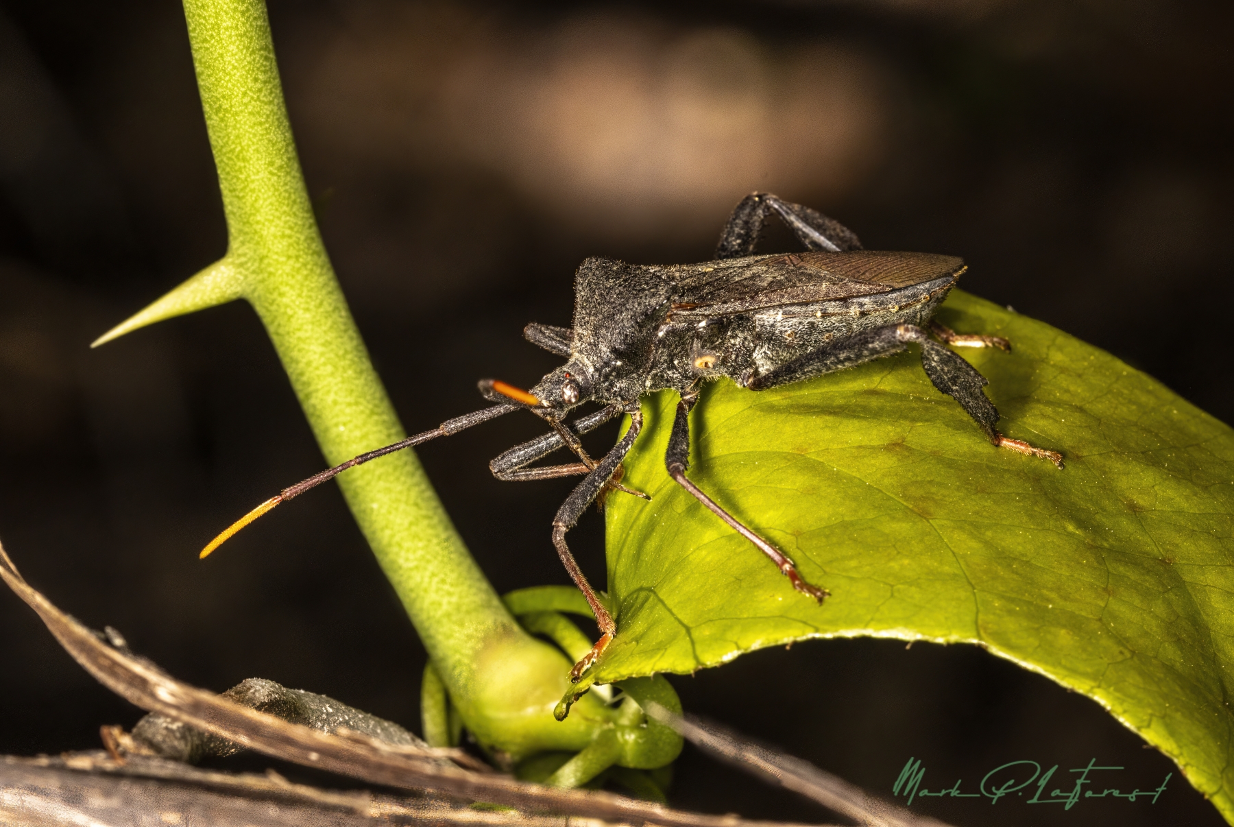 /gallery/north_america/USA/Texas/austin/Leaf Footed Bug April 2024-001_med.jpg